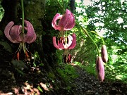 32 Lilium martagon (Giglio martagone)